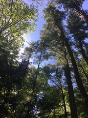 Fototapeta premium Trees and sky