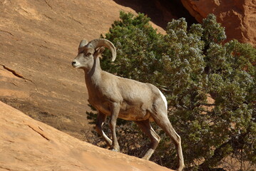 big horn sheep on rock in the Colorado National Monument 