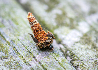 Abbot's Bagworm Moth with its cammo along the nature trail in Pearland, Texas!