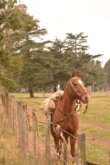 Obraz premium Ready for the countryside.