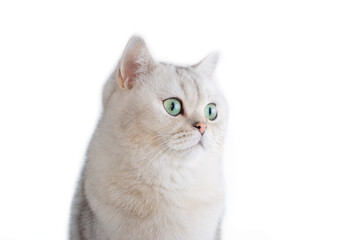 a white British cat with green eyes, on a white background,