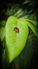 ladybug on green leaf