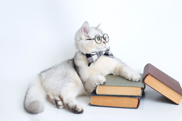 white cat in a gray bow tie and glasses, lies on a stack of old books, looking away