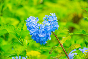 雨の中、美しい色鮮やかな水滴の付いた紫陽花の花