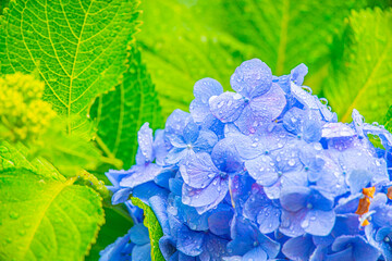Obraz premium 雨の中、美しい色鮮やかな水滴の付いた紫陽花の花