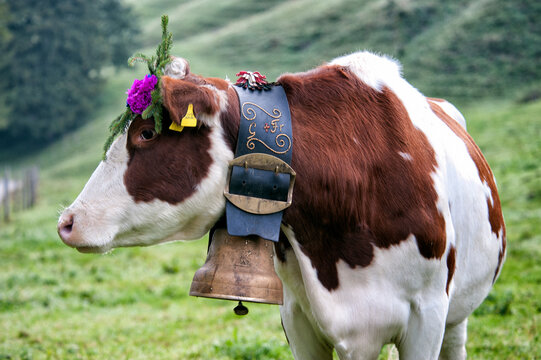 Swiss dairy cow (Simmental breed) decorated with flowers and huge cowbell, Desalpes ceremony - cows coming back from high pastures for the winter, Charmey, Fribourg canton, Switzerland, Europe