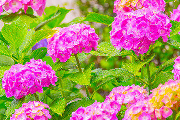 雨の中、美しい色鮮やかな水滴の付いた紫陽花の花