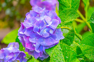 Obraz premium 雨の中、美しい色鮮やかな水滴の付いた紫陽花の花