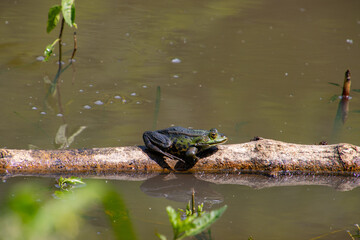 Frog sitting on a tree branch floating in the water