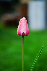 Pink tulip on a green background

