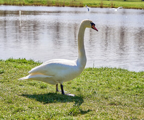 Obraz premium White swan on the green grass near the lake in the park. Sunny day.
