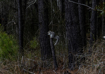 squirrel in the forest