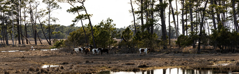 Chincoteague Horses