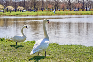 A pair of White swans on the green grass near the lake in the park. Sunny day.