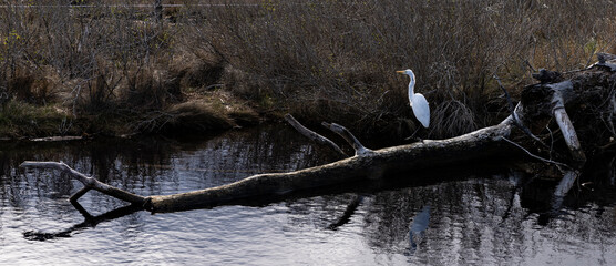 Crane on Tree