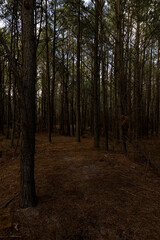 path in the forest