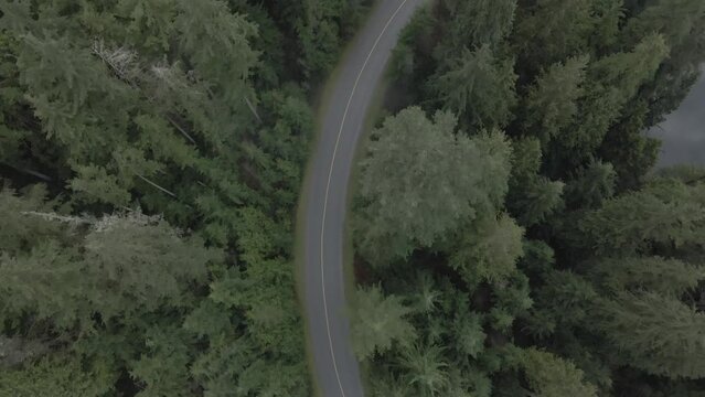 Road in the forest