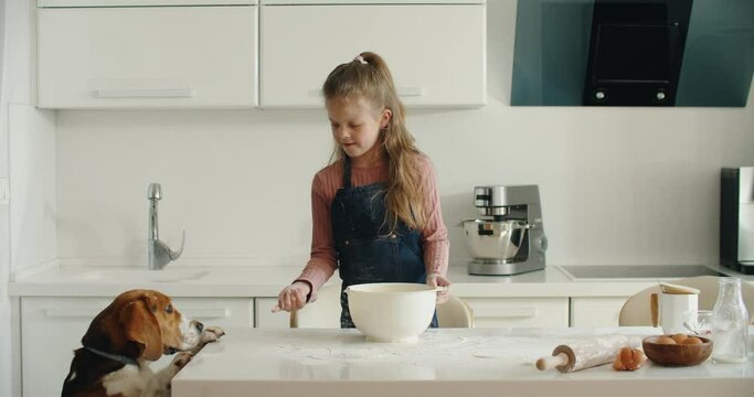 8 years cute girl wearing an apron making traditional cookies at the white modern kitchen. Insolent beagle dog licks flour. High quality 4k footage