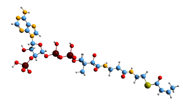  3D image of Crotonyl-CoA skeletal formula - molecular chemical structure of Crotonyl-coenzyme A isolated on white background
