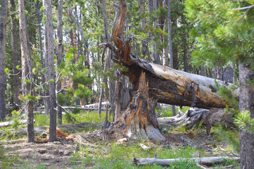 Fallen tree at Yellowstone National Park