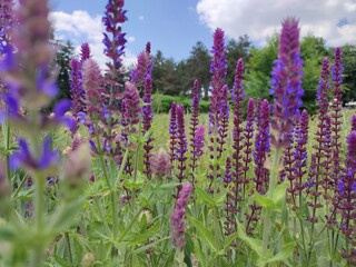 Purple heather in the field. Blooming heather in the garden, a bunch of purple flowers. Wonderful spring or summer day in the field or garden. Spring shrubs in the form of purple heather
