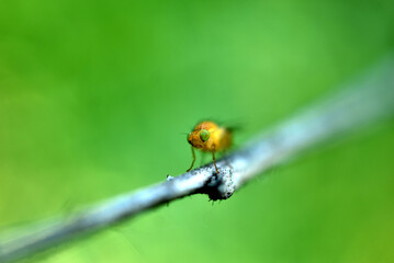 Yellow fly with green eyes.