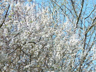 Fototapeta premium blooming tree