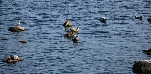 Kegelrobben an der Ostseite der Insel Oie