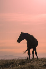 Wild Horse at Sunset in the Utah Desert