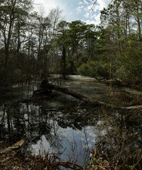 river in the forest