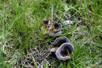 Mushrooms