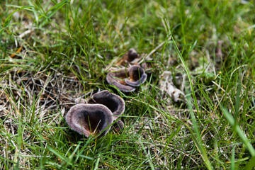 Mushrooms