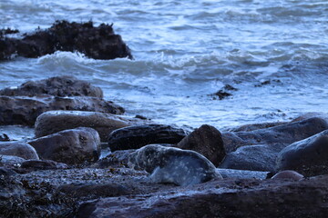 Seal enjoying the Sea