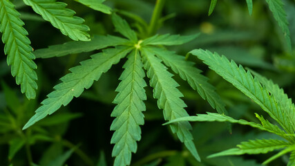 Close up Cannabis leaves background, hemp plant