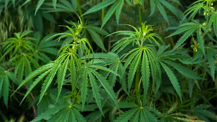 Marijuana background, hemp green wild plant.