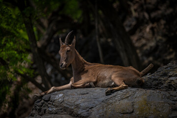 Special goat on big rock in spring sunny hot windy day