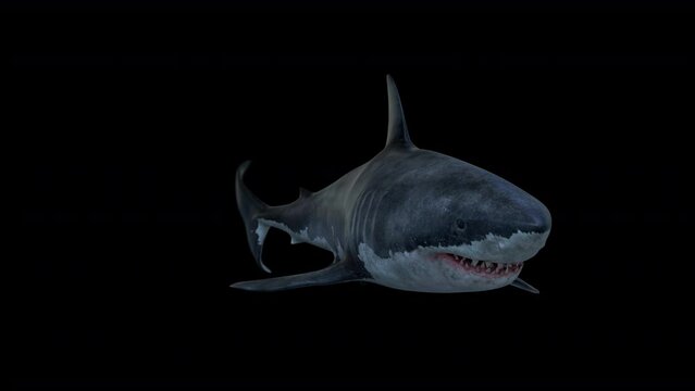 A scary great white shark attacks in front of the camera
Megalodon swimming and open jaws and attack front of the camera with clean alpha footage
3d swimming shark attacking
shark open mouth matte 