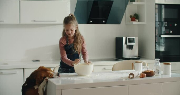 8 years cute girl wearing an apron making traditional cookies at the white modern kitchen. Insolent beagle dog licks flour. High quality 4k footage