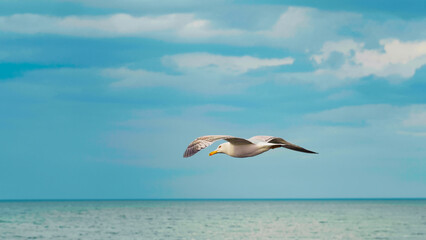 Seagull flying across the wide Black sea