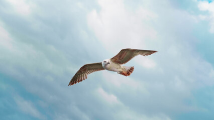Beautiful seagull flying and floating on air currents of wind.