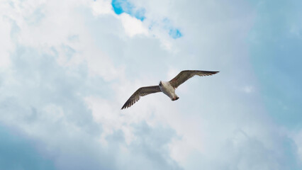 Fototapeta na wymiar Beautiful seagull flying and floating on air currents of wind.