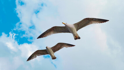 Close up of seagulls flying over ocean coast in beautiful blue sky. Birds floating on air currents of wind.