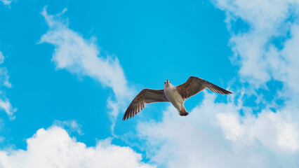 Beautiful seagull flying and floating on air currents of wind.