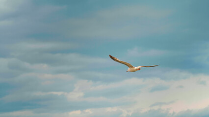Seagull hunting for food in flight. Seabirds flying over the water sea, ocean.