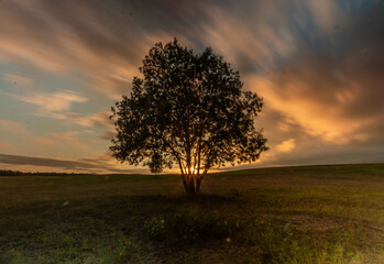 Fototapeta premium tree in the sunset