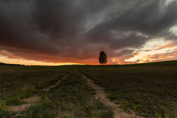 Obraz premium sunset in the field