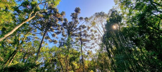 Araucaria (Brazilian pine)