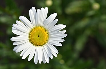 Obraz premium camomile close-up on a green background. place to write. copy space