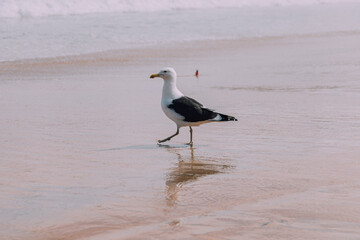 seagull on the beach