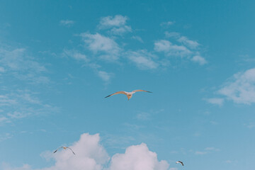 seagull in the sky